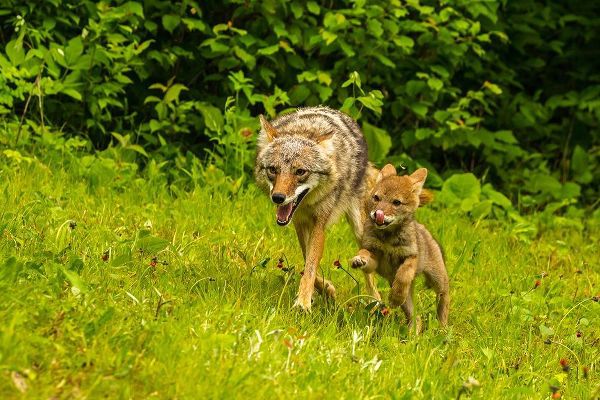 Minnesota-Pine County Coyote mother with pup